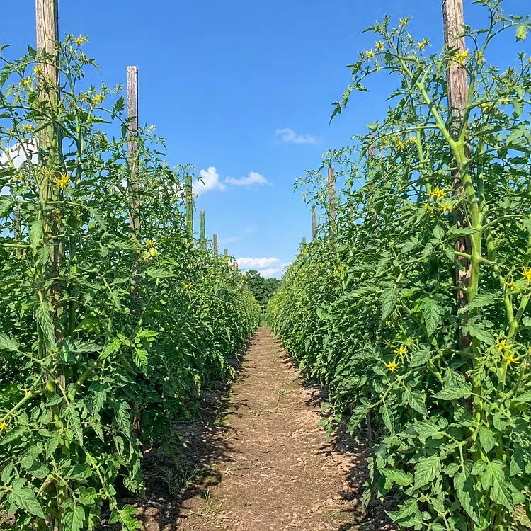🍅 Óriás Vineman paradicsommagok – Termessz nagy, finom paradicsomokat otthon