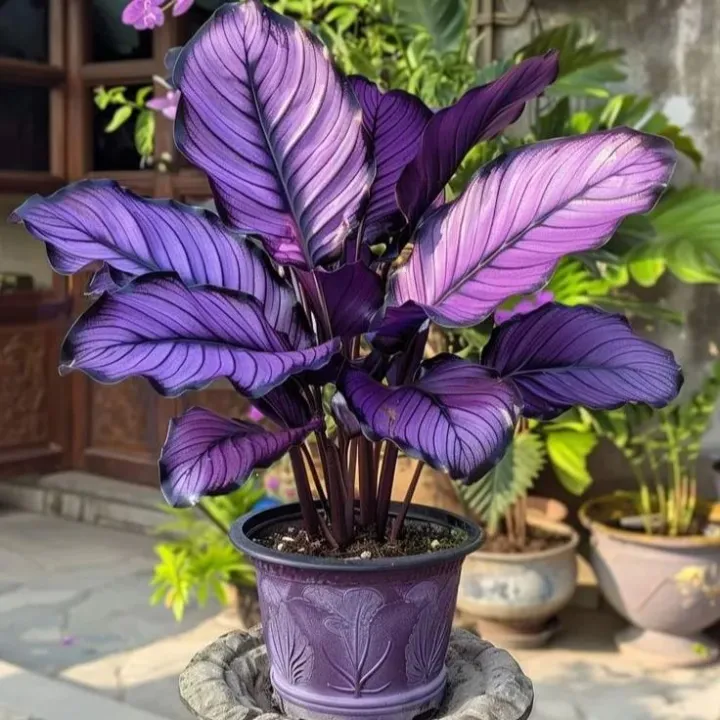 Ritka, óriási, magas hosta hagymák – toronymagas elegancia és árnyéktűrő szépség