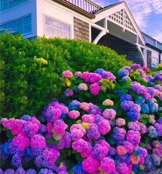 🌈Keverék hortenziamagok - Gyönyörű és szívós évelő magok a kertedbe