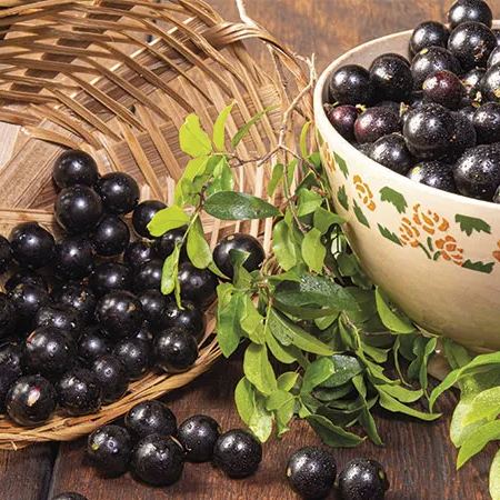 Jabuticaba szőlőmagok