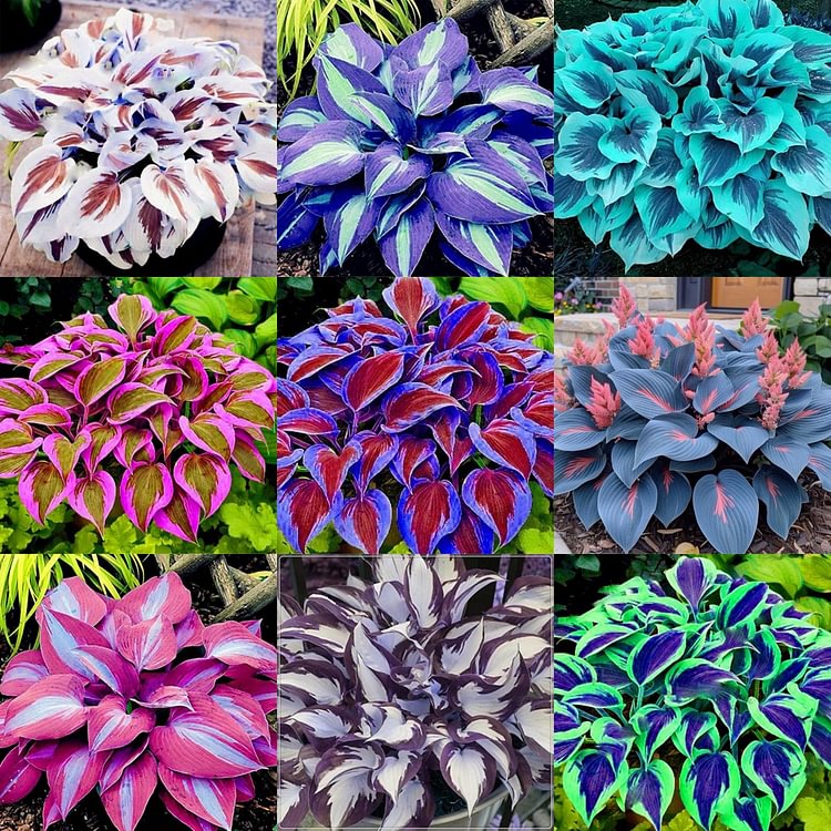 🍃Ritka többszínű hosta magok