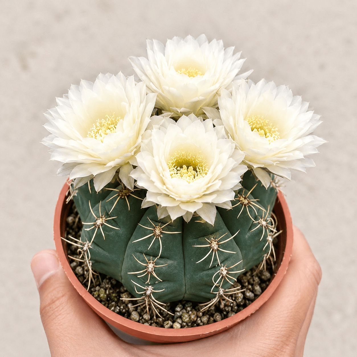 🌵 Ismerd meg új legjobb barátodat – a Gymnocalycium baldianum kaktuszt! 💕
