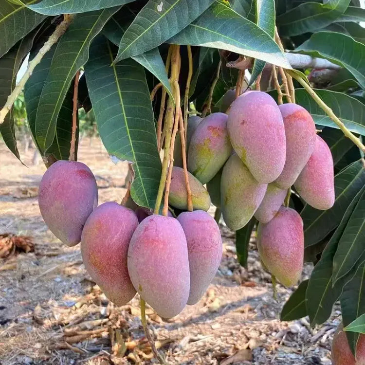 🥭 Bársonyos, édes és lédús mangópalánták – érezd a trópusok ízét a saját otthonodban 🌴