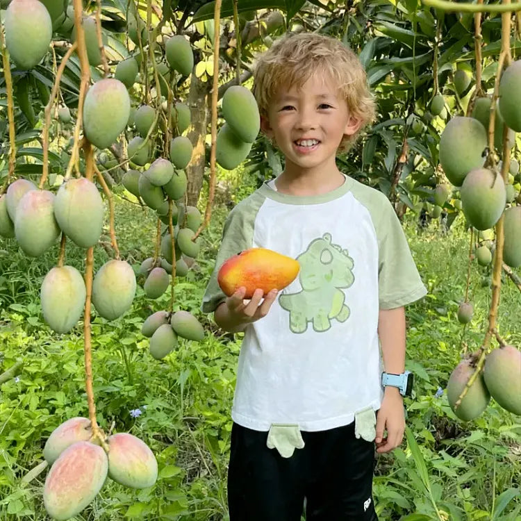 🥭 Bársonyos, édes és lédús mangópalánták – érezd a trópusok ízét a saját otthonodban 🌴