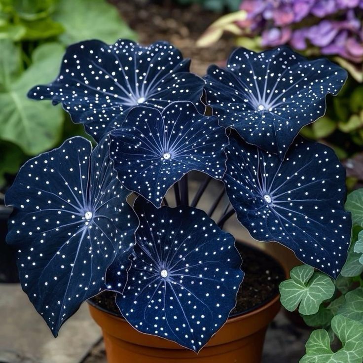 🌟Éjkék hosta – csodálatos kiegészítője otthonodnak! 🌟