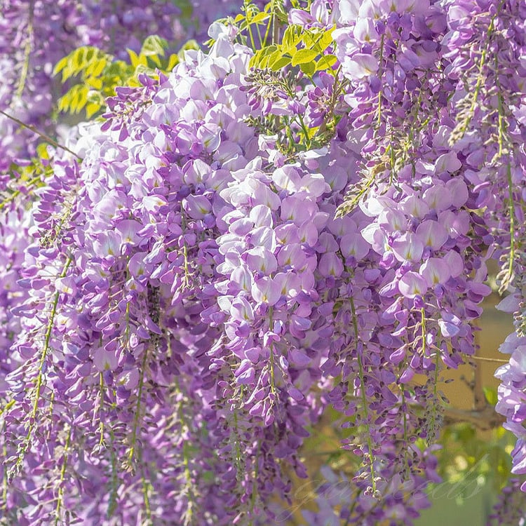 🌸Akácmagok – A kert zuhatagszerű szépsége egész évben💗
