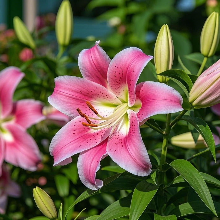 🌺Illatliliom hagymák – Friss és édes