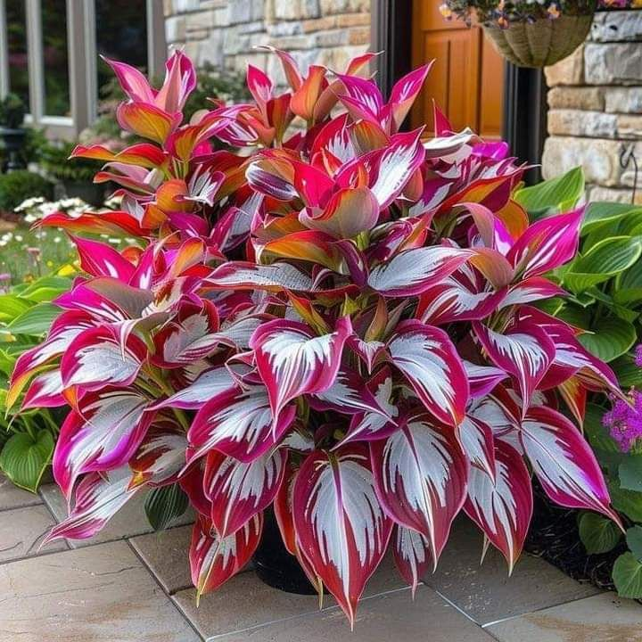 Hardy Beauty: Árnyék- és hidegálló hosta virágok