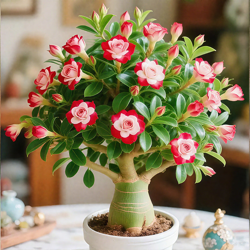 🌵🌺Sivatagi rózsák hagymái