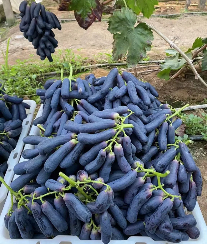 🔥 UTOLSÓ NAPOS AKCIÓ 30% KEDVEZMÉNY 💜 Édes zafír szőlő (ritka ujjas szőlő) 🍇