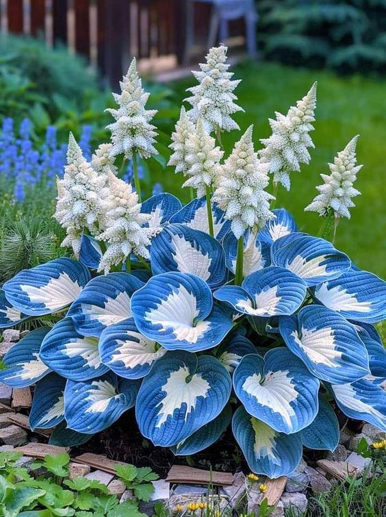 Hardy Beauty: Árnyék- és hidegálló hosta virágok