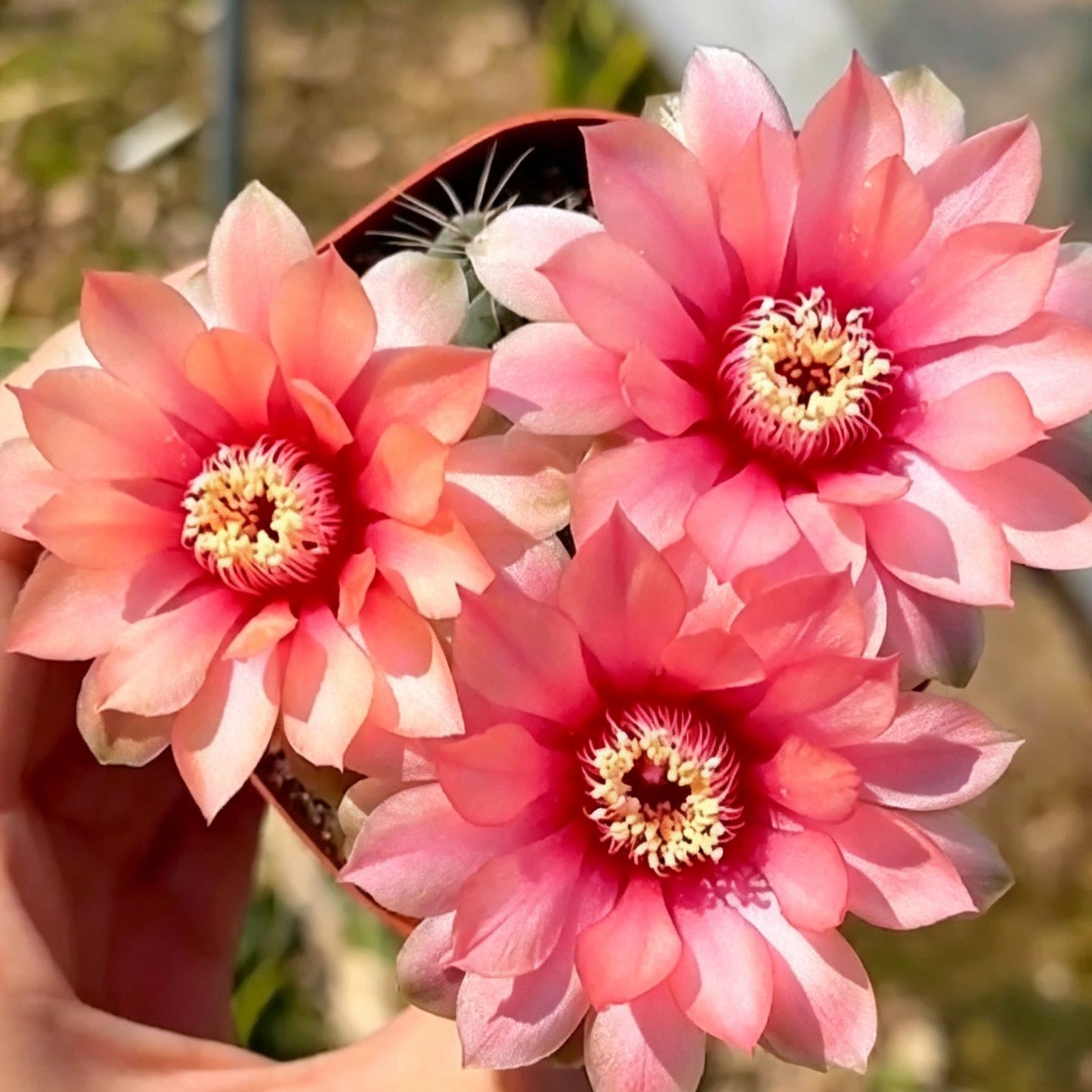 🌵 Ismerd meg új legjobb barátodat – a Gymnocalycium baldianum kaktuszt! 💕